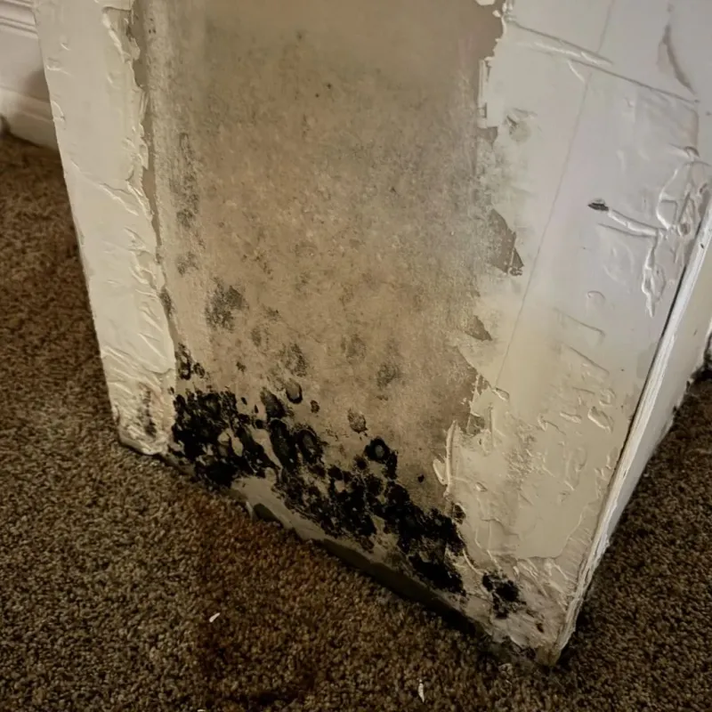 Professional Mold Removal in Oxford, NC